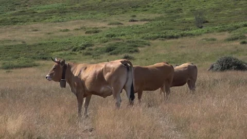 Three Cows Seen from Behind in Northern Spain’s Mountain Pastures - 167 Stock Footage 310323554