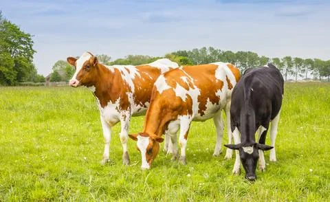 Three cows standing in the grass in Groningen Stock Photos