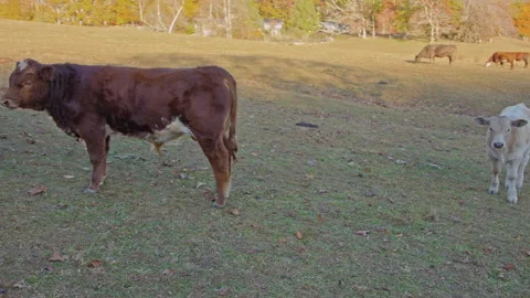 Three cows standing in a line, open field, sunset 動画素材 219891156