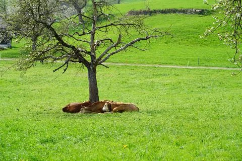 Three cows under a blossoming cherry tree 库存照片