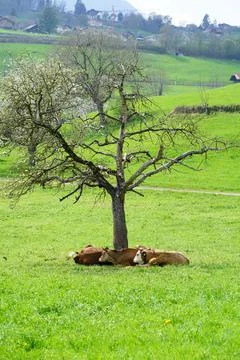 Three cows under a blossoming cherry tree Stock Photos