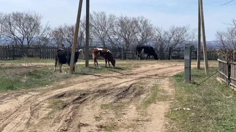 Three cows walk on a village road on a sunny summer day Video stock 133201422