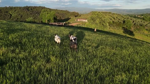 Three Cows Walking in Lush Green Field During Golden Hour in Tuscany, Grosseto, Stock Footage 335818238