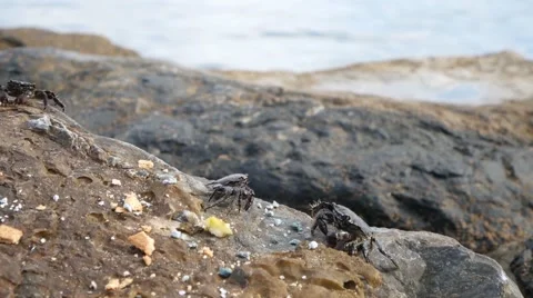 Three crab on a rock. Vídeos de archivo 64011648