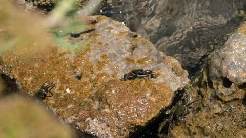 Three Crabs Sit On Muddy Stones And Looks For Food. Waves Of Ionian Sea Wash Stock Footage 234137796
