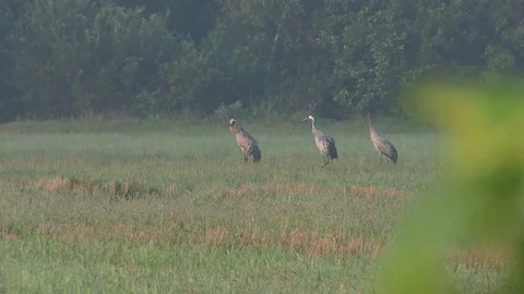 Three cranes are walking on the meadow, the sound of the crane Stock Footage 74363323