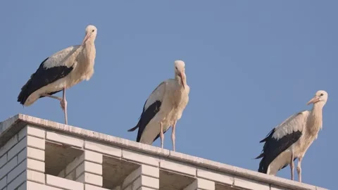 Three Cranes cost us the chimney Stock Footage 158972482