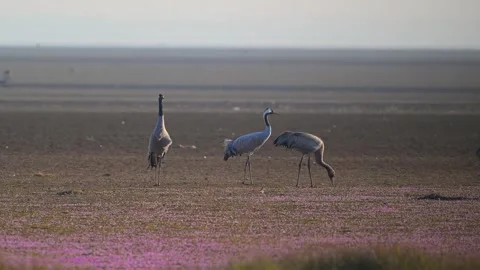 Three Cranes on a Serene Plain Stock Footage 326562412