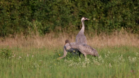 Three cranes in a summer meadow, 8K Stock Footage 169221304