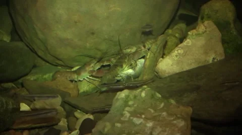 Three crayfish eating a fish Stock Footage 66474530