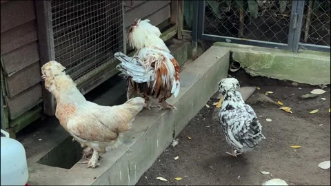 Three crested chickens in coop enclosure Vídeos de archivo 340569281