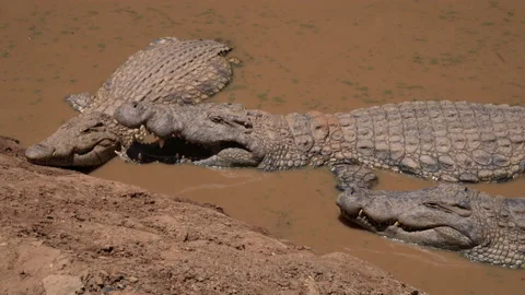 Three crocodiles are resting in very muddy water Stock Footage 233007581