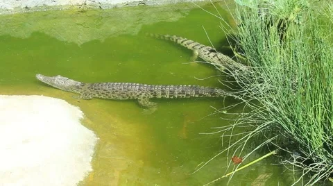 Three crocodiles are swimming Stock Footage 65321524