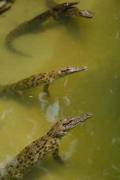 Three crocodiles can be seen swimming gracefully in greenish water. Their sha Foto stock