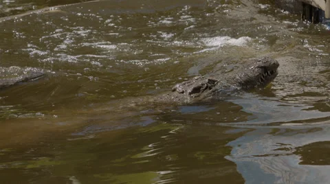 Three crocodiles jumping up to be fed Stock Footage 32029290