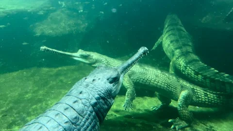 Three crocodiles sleeping underwater. Stock video clip. 4K Stock Footage 235045501