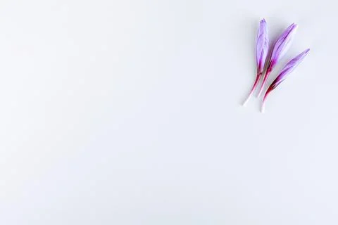 Three crocus buds on a white background. Place for writing text. Stock Photos