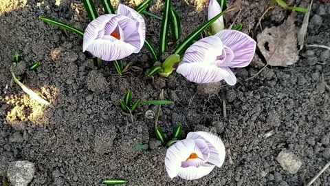 Three crocus flowers blooming Stock Footage 152530626