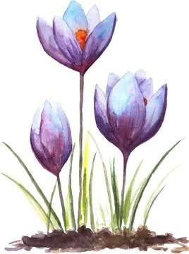 Three Crocus flowers, hand painted watercolor illustration on white background Ilustração Stock