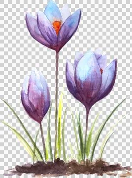 Three Crocus flowers, hand painted watercolor illustration on white background Stock Illustration