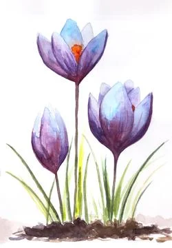 Three Crocus flowers, hand painted watercolor illustration on white background Stock Illustration