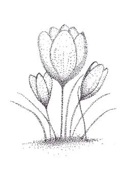 Three Crocus flowers on white background, hand drawn with black pen, pointillism Stock Illustration
