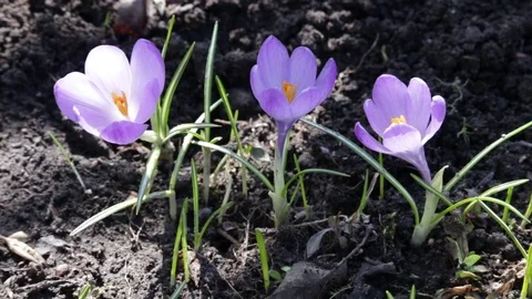 Three crocus Stock Footage 81094599