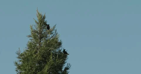 Three crows on a coastal redwood tree on a clear day Stock Footage 301246184