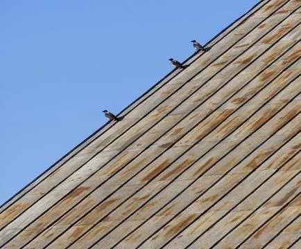 Three crows (corvus cornix) at the edge of rusting tin roof Stock Photos