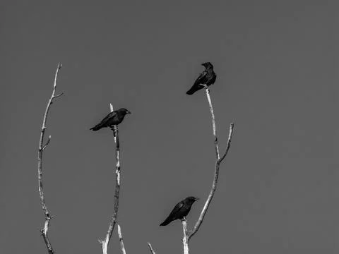 Three crows on a dead tree in black and white Stock Photos