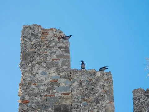 Three crows on the edge of a stone building in an old castle Stock Photos
