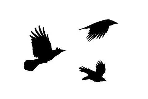 Three crows fly, black silhouette isolated on white Stock Photos