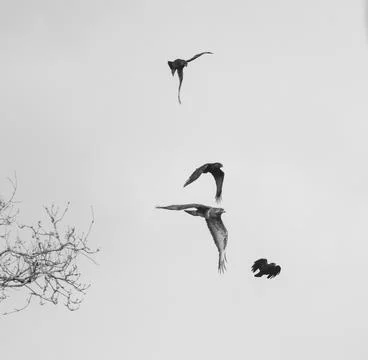 Three crows flying around a bird of prey Stock Photos