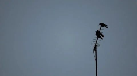 Three Crows Stock Footage 36993902