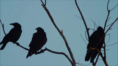 Three Crows Stock Footage 76203205