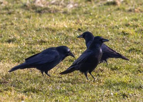 Three Crows Foraging on Grass Stock Photos