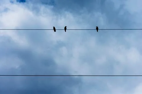 Three crows perching on power cable Stock Photos