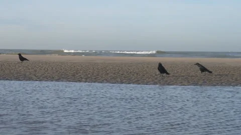 Three crows play and look around if there is anything to eat, Stock Footage 136490871
