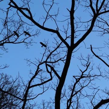Three crows silhouetted flying over the forest. 写真素材
