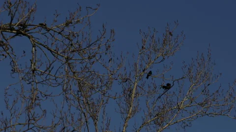 Three crows sit in a barren tree, one crow flies away. A clear blue sky behind. Stock Footage 146819547