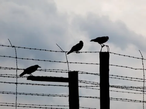 Three crows sitting on the barb wire Stock Photos