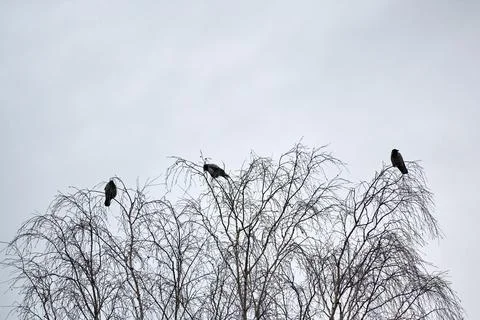 Three crows sitting on tree branches Stock Photos