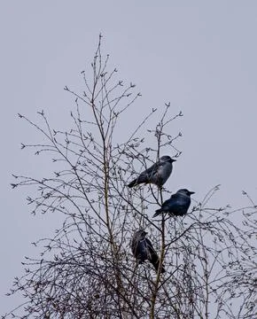 Three crows sitting on tree branches. Third wheel concept. Symbolism of numbe Stock Photos