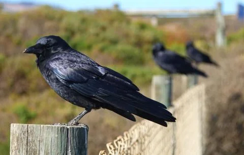 Three Crows Standing Side By Side on Three Fence Posts 1 Stock Photos