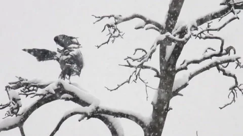 Three crows in winter park Stock Footage 44246420