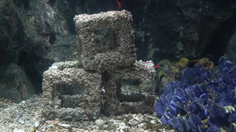 Three cube-shaped artificial reef structures covered in barnacles on the se.. Stock Footage 327002545