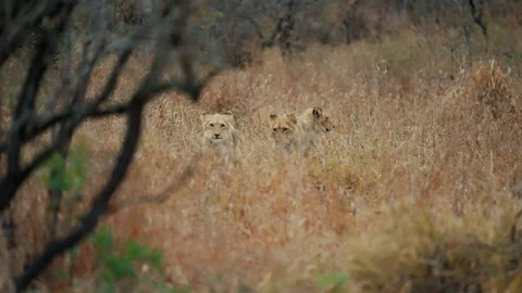 Three Cubs Walking On Dry Tall Grass Stock Footage 236957875