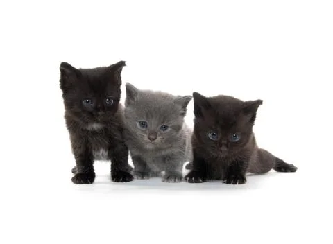 Three cue kittens Stock-Fotos