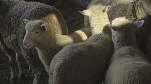 Three curious and sweet lambs in a stable of an Abruzzo farm. Stock Footage 150797199