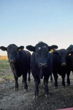 Three curious black beef cows Stock Photos